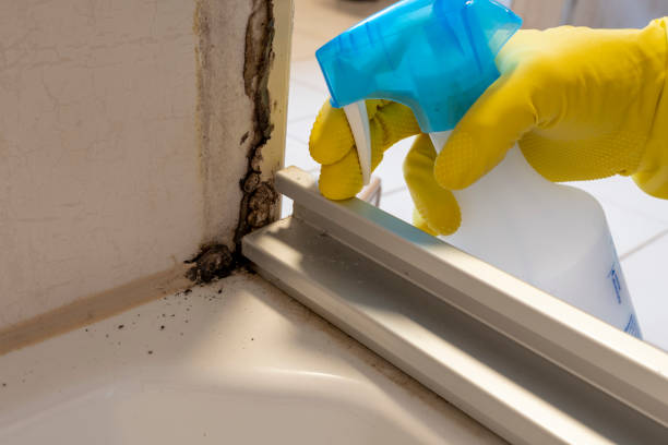 Why You Should Choose Our Mold Remediation Services in Pardeeville, WI